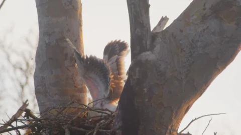 Crested Eagle Chick Flapping and Lying Down in Golden Dawn Stock Footage 316026761