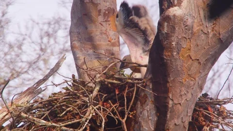Crested Eagle chick flapping wings in nest in Tambopata, Peru Stock Footage 316009829