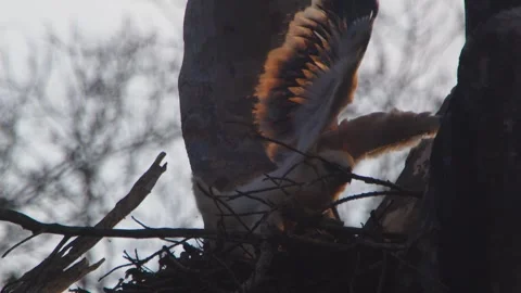 Crested Eagle Chick Flapping Wings in Golden Light in Tambopata, Peru 스톡 동영상 316012579