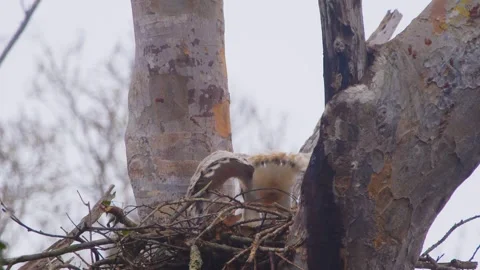 Crested Eagle Chick Flapping Wings in Nest Close-Up Stock Footage 316025705