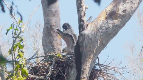 Crested Eagle Chick Flapping Wings in Nest on Clear Day Stock Footage 316067226