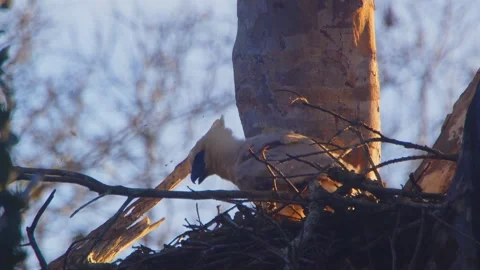 Crested Eagle Chick with Grasshopper on Wings in Golden Light in Tambopata, Peru Stock Footage 316012343