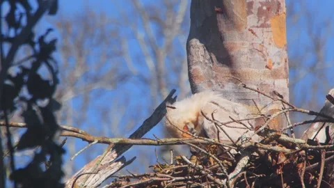 Crested Eagle Chick Grooming and Looking Up with Butterflies in Tambopata, Peru Stock Footage 316014474