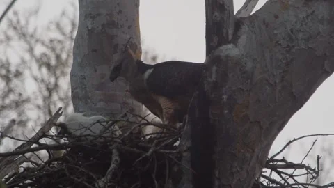 Crested Eagle Chick Holding Fresh Porcupine Prey in Nest Stock Footage 316026364