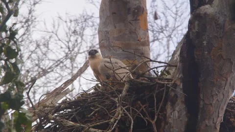 Crested Eagle Chick Interacting with Butterflies in Tambopata, Peru Stock Footage 316011386