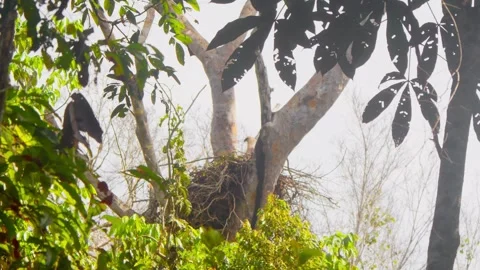 Crested Eagle Chick in Large Nest on Emergent Tree 스톡 동영상 316021537