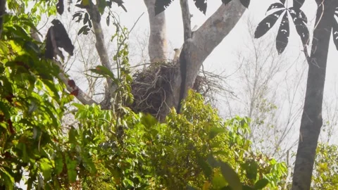Crested Eagle Chick in Large Nest Revealed by Tilt Up Stock Footage 316021680