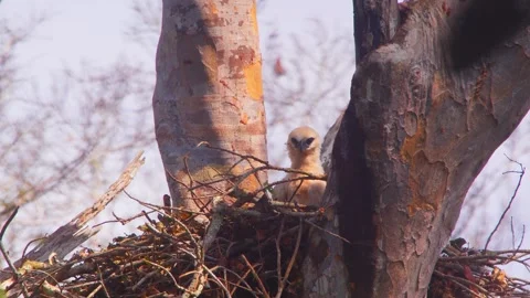 Crested Eagle chick looking around in nest at sunrise in Tambopata, Peru Stock Footage 316010120