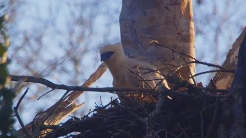 Crested Eagle Chick Looking Around in Golden Light in Tambopata, Peru Stock Footage 316012279