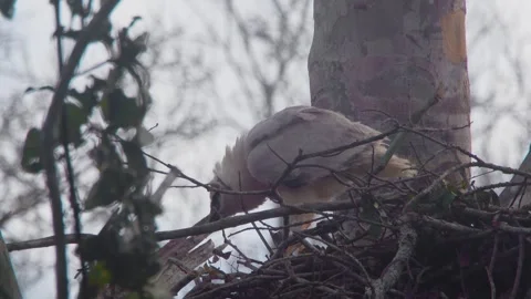 Crested Eagle Chick Looking Down in Nest with Butterflies Stock Footage 316021857