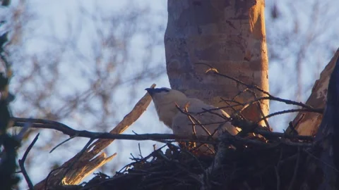 Crested Eagle Chick Looking Up in Golden Light in Tambopata, Peru 스톡 동영상 316026723