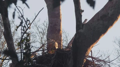 Crested Eagle Chick Looking Up in Nest with Sunset Light Stock Footage 316022709