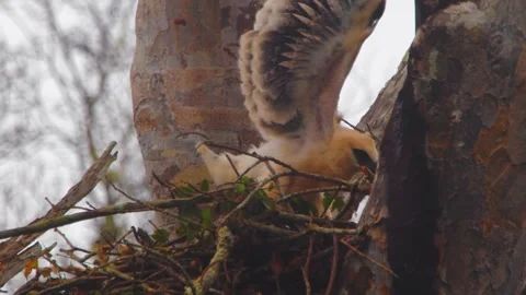 Crested Eagle Chick Moving in Nest with Wings Open Stock Footage 316020060