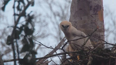 Crested Eagle Chick in Nest Bobbing Head then Shaking Stock Footage 316021517