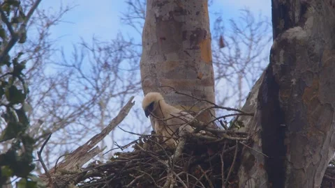 Crested Eagle chick in nest with butterfly flying nearby in Tambopata, Peru Stock Footage 316011193