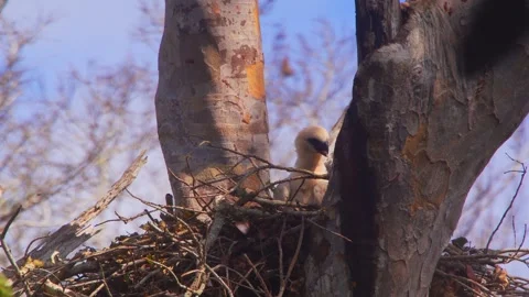 Crested Eagle chick in nest with open beak and butterflies at dawn in Peru Stock Footage 316010056