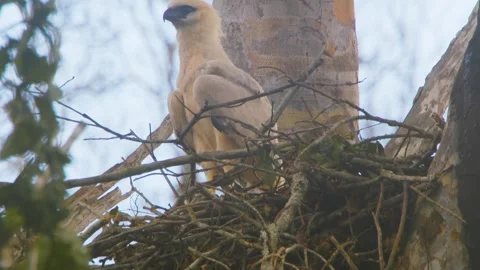 Crested Eagle Chick in Nest Revealed by Tilt Up Stock Footage 316021788