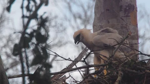 Crested Eagle Chick in Nest Spreading Wings and Looking Stock Footage 316021736