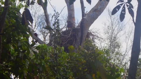 Crested Eagle with Chick Nest Tilt Up Wide Stock Footage 316018437