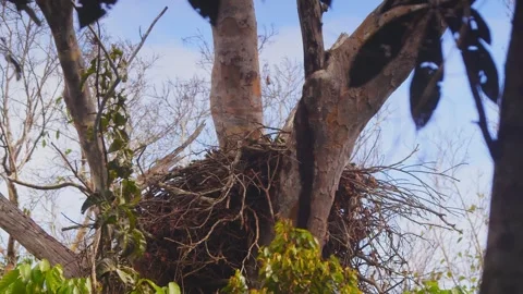 Crested Eagle Chick in Nest under Cloudy Sky in Tambopata, Peru Stock Footage 316011394