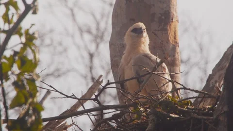 Crested Eagle Chick in Nest under Sunset Backlit Stock Footage 316022629