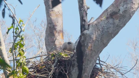 Crested Eagle Chick in Nest under Clear Blue Sky Stock Footage 316067069
