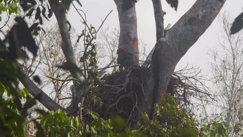 Crested Eagle with Chick in Nest Wide Stock Footage 316018030