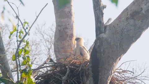 Crested Eagle Chick Open Beak Looking Around in Nest Stock Footage 316026039