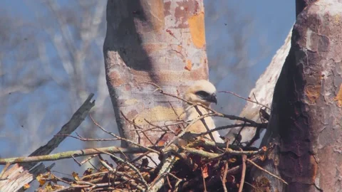 Crested Eagle Chick Panting from Heat in Nest Stock Footage 316019869