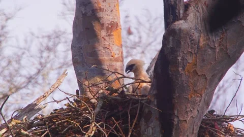 Crested Eagle chick panting in nest in Tambopata, Peru Stock Footage 316010040
