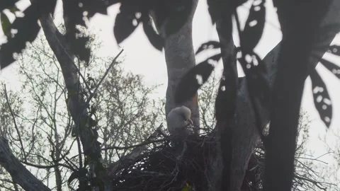 Crested Eagle Chick Preening and Losing Balance in Nest Stock Footage 316026694
