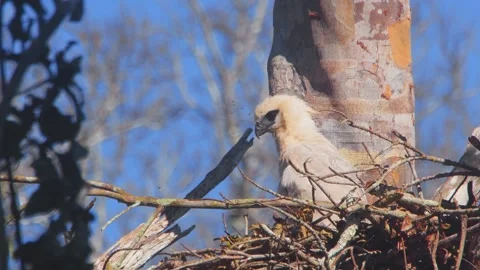 Crested Eagle Chick Preening with Butterflies under Blue Sky in Tambopata, Peru Stock Footage 316014468