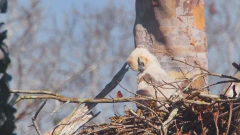 Crested Eagle Chick Preening with Butterfly in Nest in Tambopata, Peru Stock Footage 316014338