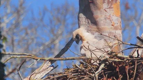 Crested Eagle Chick Preening Feathers with Breeze in Tambopata, Peru Stock Footage 316013195