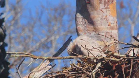 Crested Eagle Chick Preening Feathers in Blue Sky Variation in Tambopata, Peru Stock Footage 316013908