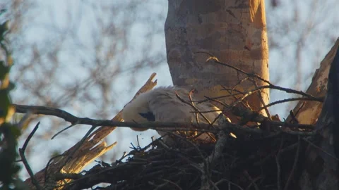 Crested Eagle Chick Preening in Golden Light in Tambopata, Peru Stock Footage 316012134