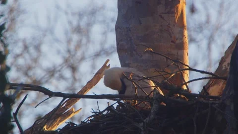 Crested Eagle Chick Preening in Golden Light with Insects in Tambopata, Peru Stock Footage 316012389