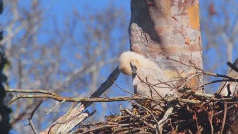 Crested Eagle Chick Preening in Morning Breeze with Blue Sky in Tambopata, Peru Stock Footage 316013317