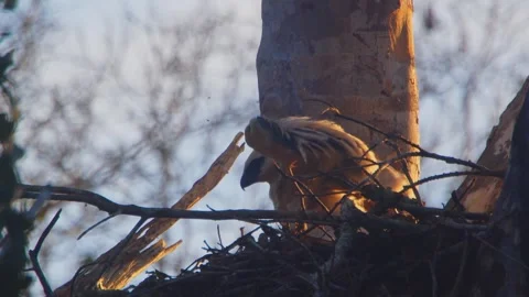 Crested Eagle Chick Preening then Resting in Golden Light in Tambopata, Peru Stock Footage 316026788