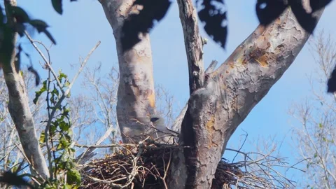 Crested Eagle Chick Preening under Blue Sky in Tambopata, Peru Stock Footage 316016249