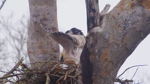 Crested Eagle Chick Repositioning in Nest with Open Wings Stock Footage 316025697