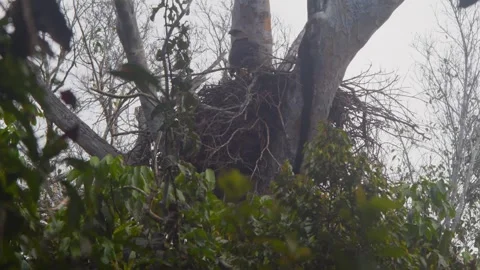 Crested Eagle with Chick Revealed by Tilt Up Stock Footage 316018260