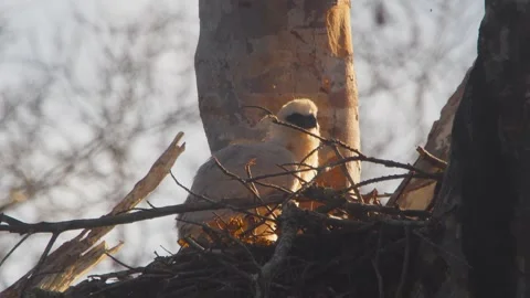 Crested Eagle Chick Rubbing Eyes in Golden Light in Tambopata, Peru Stock Footage 316017671