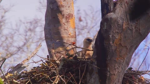 Crested Eagle chick rubbing head on body in nest in Tambopata, Peru Stock Footage 316009865