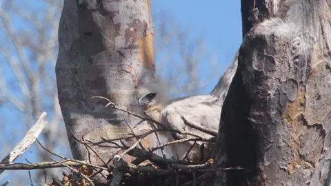 Crested Eagle Chick Rubbing Head in Slow Motion in Tambopata, Peru Stock Footage 316014815