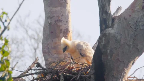 Crested Eagle Chick Shaking Feathers in Morning Light Stock Footage 316025670