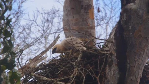 Crested Eagle Chick Shaking Head in Nest in Tambopata, Peru Stock Footage 316011195
