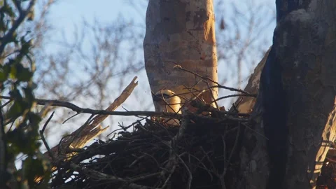 Crested Eagle Chick Shaking Head in Golden Light in Tambopata, Peru Stock Footage 316011962