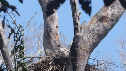 Crested Eagle Chick Shaking Head under Blue Sky in Tambopata, Peru Stock Footage 316015233