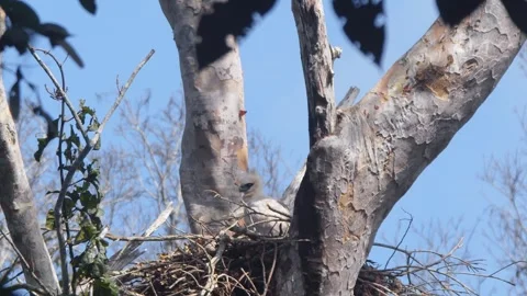 Crested Eagle Chick Sitting in Nest under Clear Sky in Tambopata, Peru Stock Footage 316015529